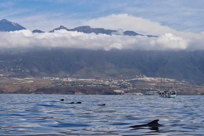 Tenerife Whale Watching and Snorkeling Private Yacht Trip