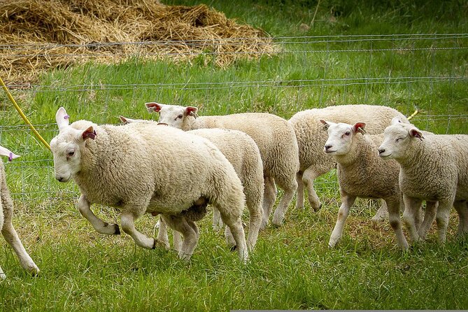 Texel Day Tour With Guide - Booking Information