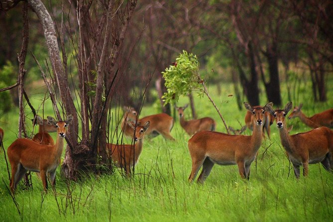 The Accra Safari Experience - Safari Transportation
