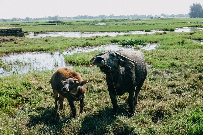 The Beauty of Hoi An by Bike: Private Tour - Carbon Neutral Experience