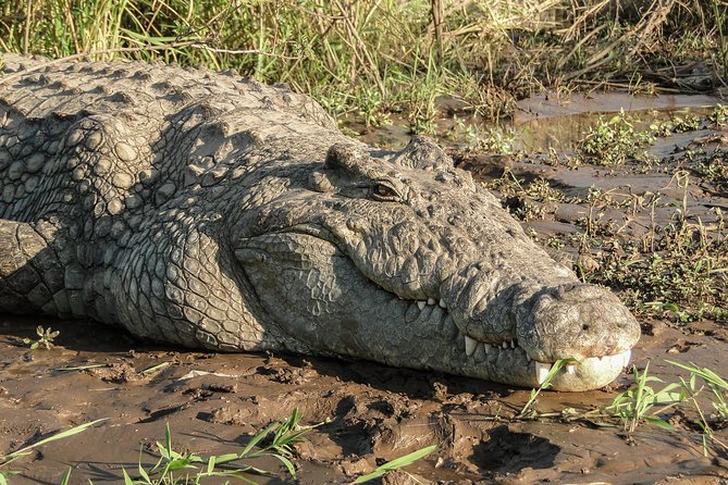 The Best of Cape 3-Days Attraction:Crocodile Cage &Cape Peninsula & Wine Tasting - What To Expect on the Tour