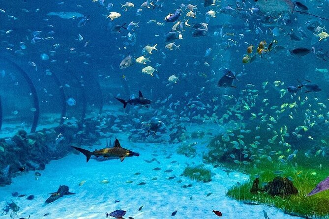 The National Aquarium in Abu Dhabi Tickets - Visitor Accessibility