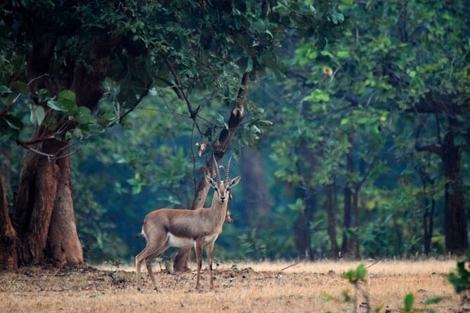 Tiger, Temple & Ancient Caves - Scenic Beauty and Natural Wonders
