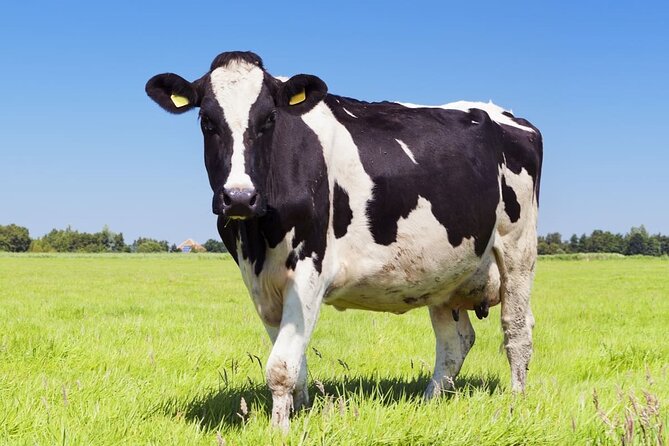 Tour From Amsterdam to Dutch Countryside, Windmills and Villages - Transportation Details