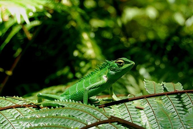 Treking / Bird Watching / Excursion at Sinharaja Rain Forest - Booking Information