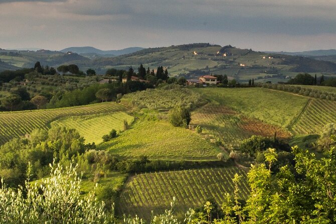 Tuscany Wine Tour - Wine Tasting Experience