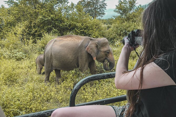 Udawalawe Half Day Safari (Entrance + Lunch) - What To Expect