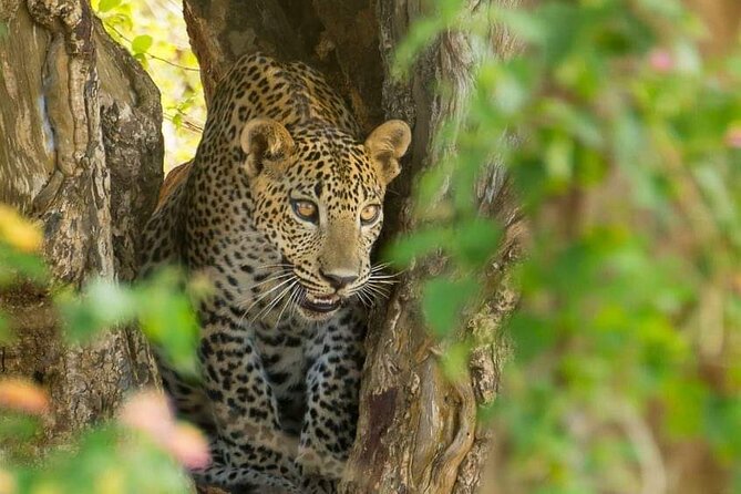 Udawalawe National Park 4 Hours Private Safari Tour - Booking Process