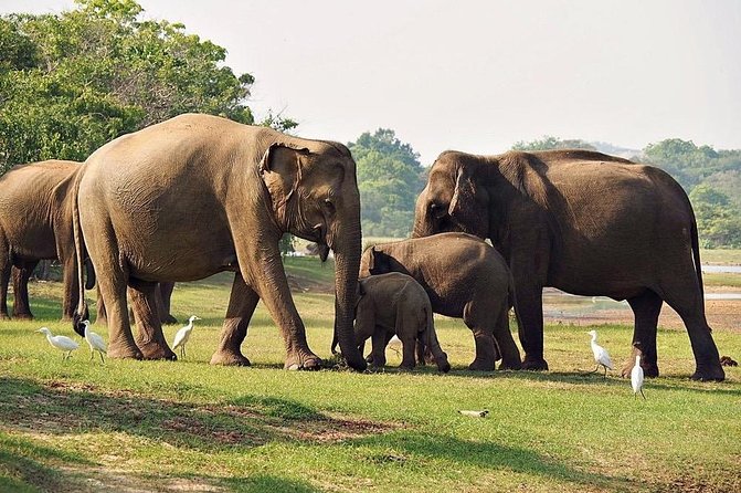 Udawalawe National Park Safari Trip From Galle/Mirissa/Ella - Minimum Traveler Requirement and Confirmation