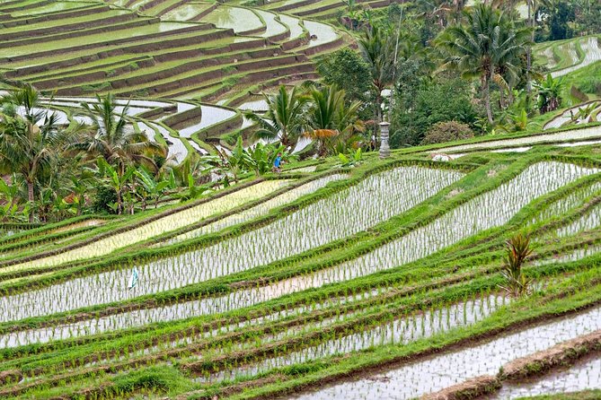 Ulun Danu Beratan Temple – Bedugul – Jatiluwih (UNESCO) – Tanah Lot Sunset Tours