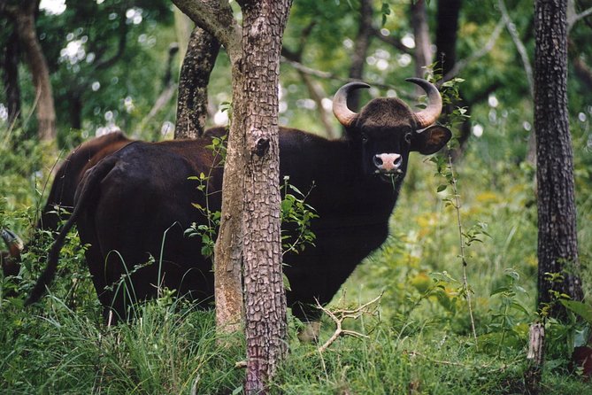 Wayanad Wildlife Heaven From Bangalore - The Sum Up
