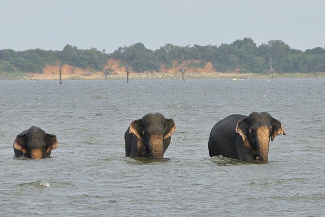 Wild Safari Udawalawe From Bentota - Health and Safety Guidelines