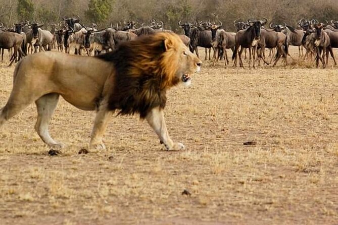 Wildebeest Migration at Masai Mara - Best Time to Witness Migration