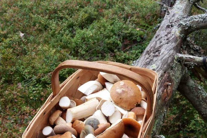 Wildfood From the Forest - Pricing and Booking Details