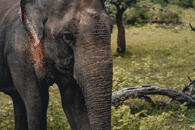 Wildlife of Sri Lanka (10 Days) - Tour Highlights
