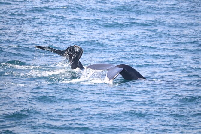 Wildlife Whale Watching and Puffin Tour in Reykjavik - Frequently Asked Questions
