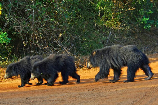 Wilpattu Safari Drive From Trincomalee, Nilaveli & Suburbs - Directions for Safari Drive