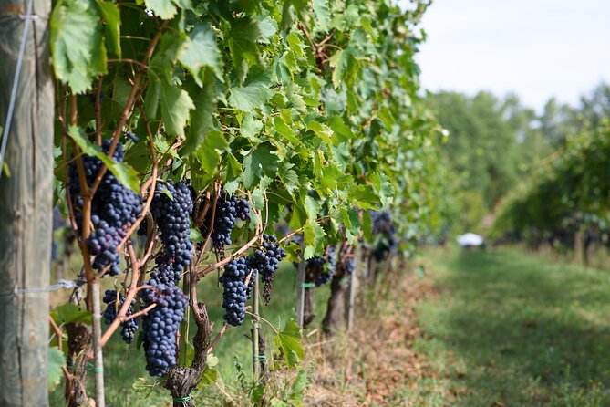 Wine Tasting - Tips for an Enjoyable Visit