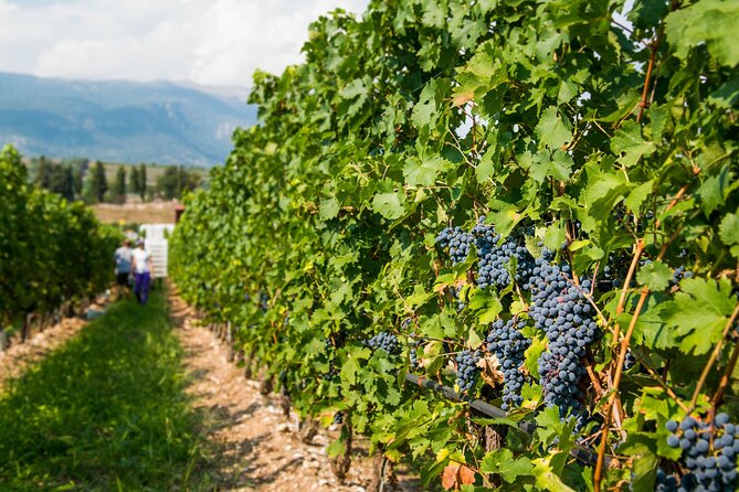 Wine Tour and Tasting on Garda Hills - Frequently Asked Questions