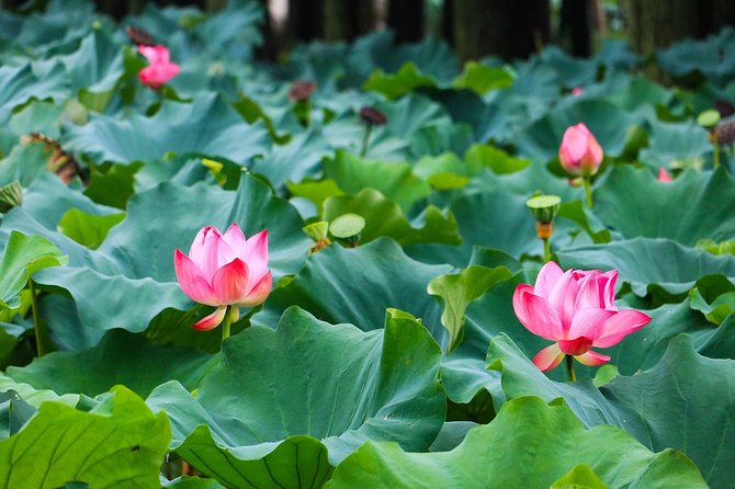 Wuxi Lingshan Buddhist Scenic Spot and Tai Lake Private Tour - Inclusions and Exclusions