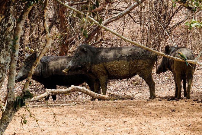 Yala National Park Entrance Ticket