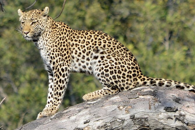 Yala National Park Half Day Safari From Colombo. - Group Size Variations