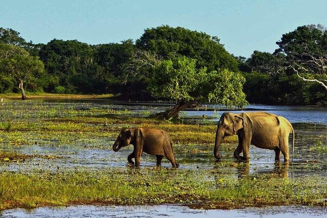 Yala National Park Safari From Galle - Frequently Asked Questions
