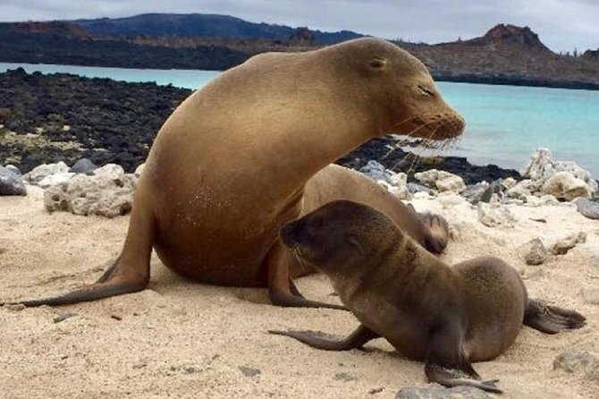 8-Day Galapagos Full Adventure Tour: Snorkel, Diving, Hiking, Bikes & Kayaking - Tour Itinerary Highlights