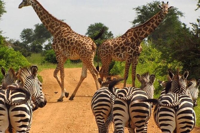 8 Day Private Kenya Safari in 4x4 Land Cruiser - Good To Know