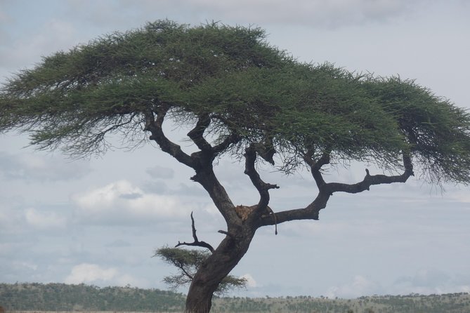 8 Days Bird Watching Safari - Safari Overview