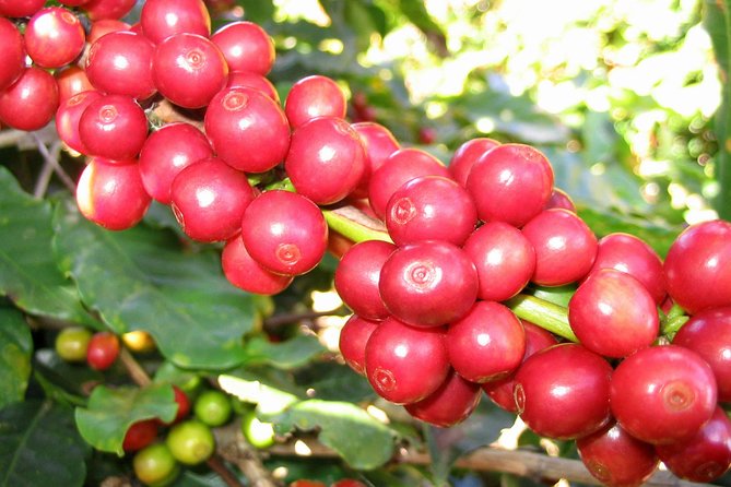 8 Days Ethiopian Coffee Tour - Good To Know