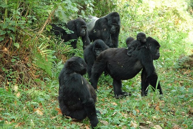 8 Days Gorilla and Wildlife Safari - Good To Know