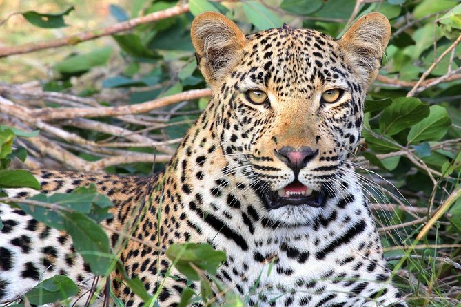 8 Days Masai Mara, Nakuru, Naivasha, Amboseli Budget Safari - Good To Know