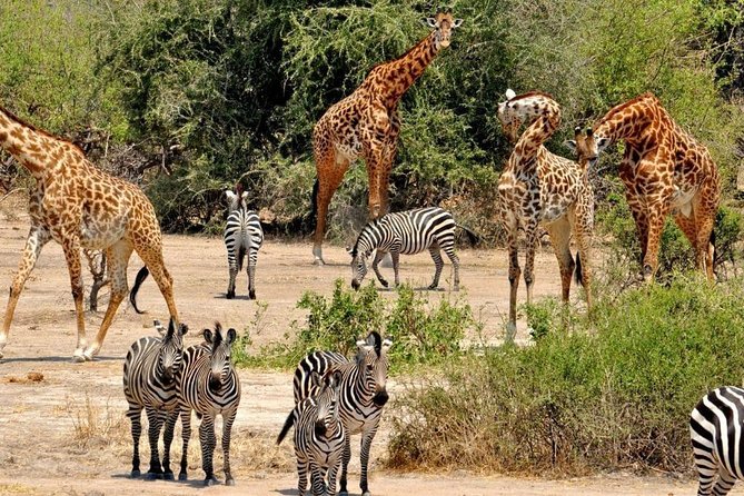8 Days Tanzania Southern Circuit Safari - Good To Know