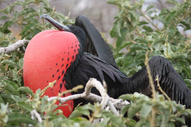 8 Days Trip to Galapagos Island - Discover the Wildlife - Good To Know