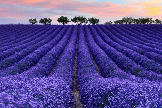 1 Day Romantic Tour in Oriental Provence Lavender Manor and Mutianyu Great Wall - Tour Highlights