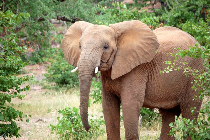 1 Day Tarangire National Park Private Safari - Pricing and Booking Information