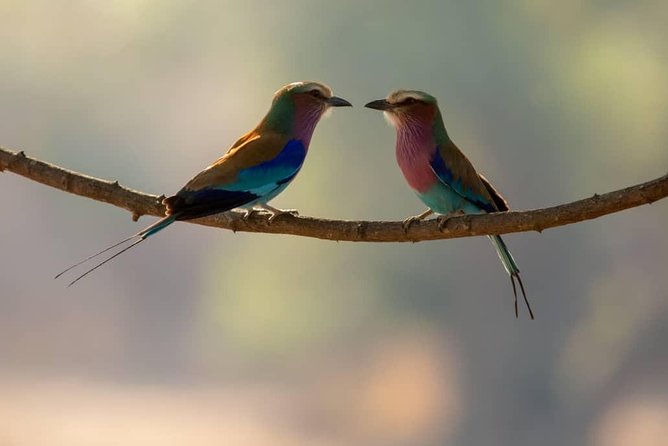 10-Day Nature Wildlife Experience Safari With Boat Trip - Itinerary Highlights