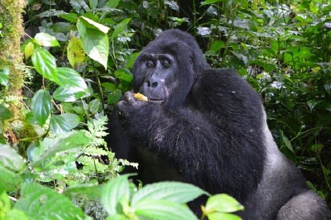 10 Days Classic Uganda Safari - Accommodation Details