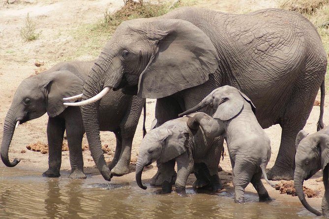11 Days / 10 Night Private Group Safari - Safari Activities