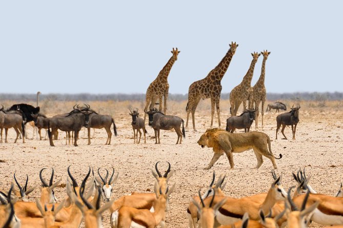11 Days / 10 Nights Join Group Safari - Final Thoughts and Recommendations