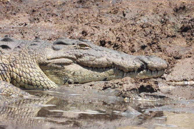 11 Days Classic Luxury Safari Tour Tanzania - Safety and Accessibility Guidelines