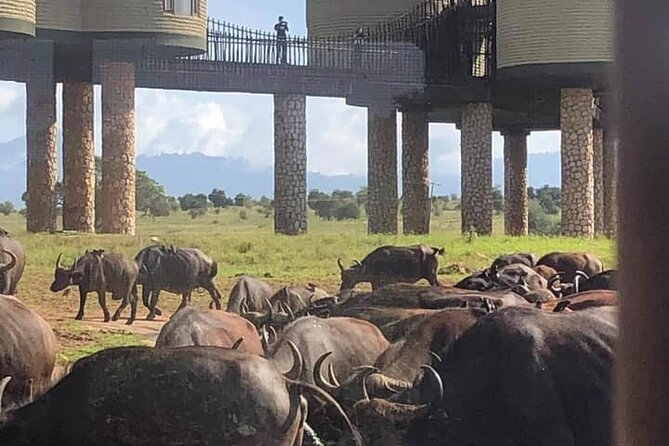 2 Day Taita Hills and Saltlick Safari Tour From Diani Beach - Tour Itinerary