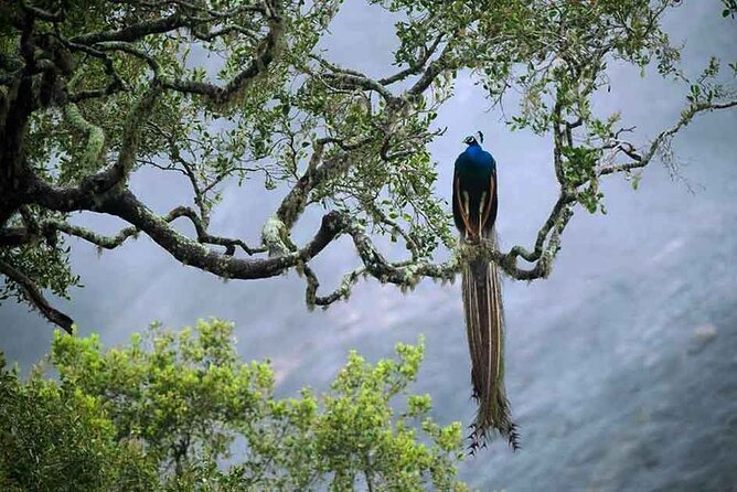 2 Day Tour To Sinharaja Rain Forest & Udawalawa From Galle - The Sum Up