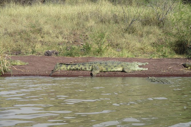 2 Days Nature Tour From Addis Ababa to Awash National Park - Wildlife Sightings