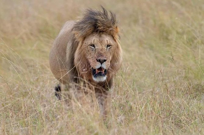 3-Day Camping Tour for Tarangire, Manyara & Ngorongoro From Arusha - Meeting and Pickup Details