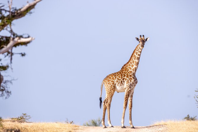3 Day Luxury Selous Wildlife Encounter Safari Tour - Accommodation Details