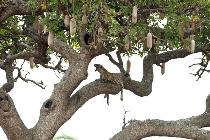 3-Day Safari to Serengeti National Park - Tour Operator Information