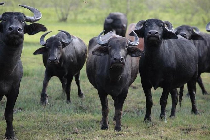 3 Days 2 Nights Masai Mara Joining Safari From Nairobi - Cancellation Policy Information