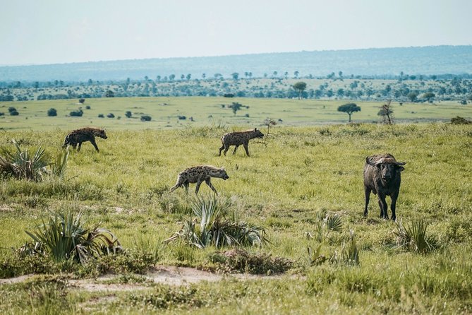 3 Days 2 Nights Tsavo West& Taita Hills Safari (Minimum 2 Persons) - Expectations During the Safari
